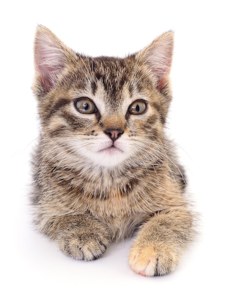 Kitten on white background