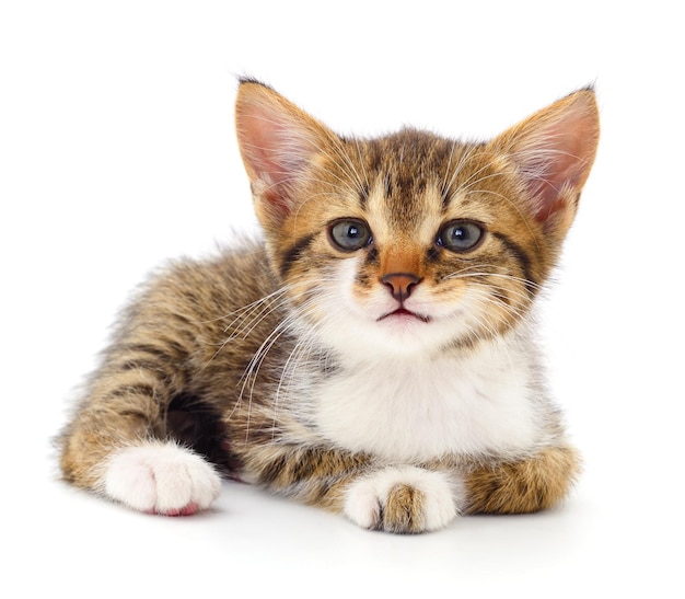 Kitten on white background