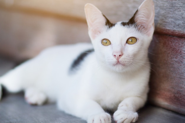 Kitten White cat sitting and enjoy on wood terrace with sunlight