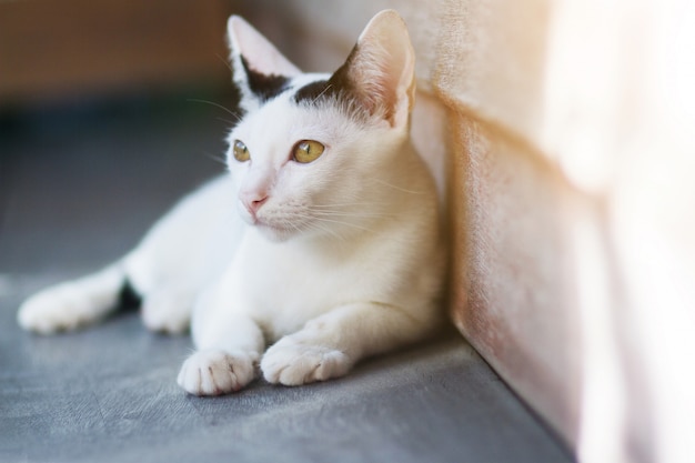 Kitten White cat sitting and enjoy on wood terrace with sunlight