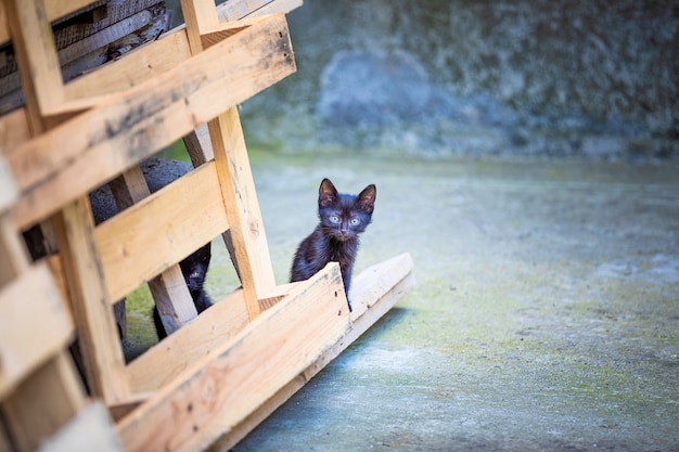 Kittens are Playing in the Backyard of the House