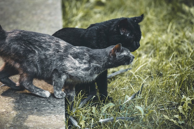 Kittens are Playing in the Backyard of the House