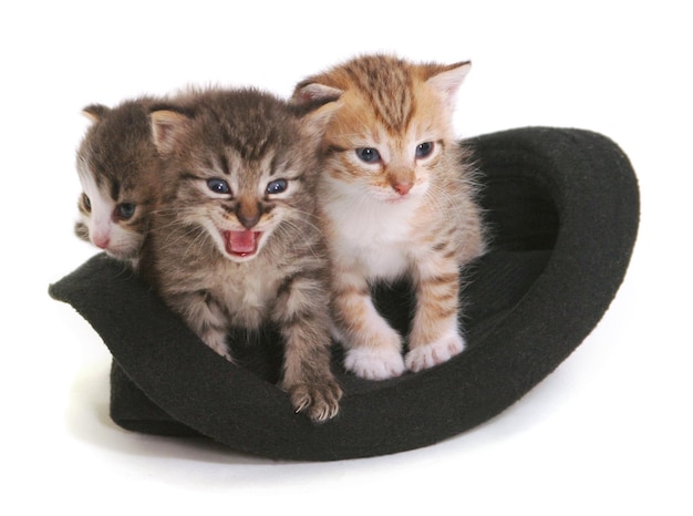 Kittens in a hat