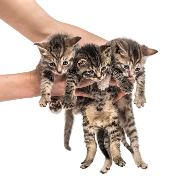 Kittens lifted by human hands, isolated on white