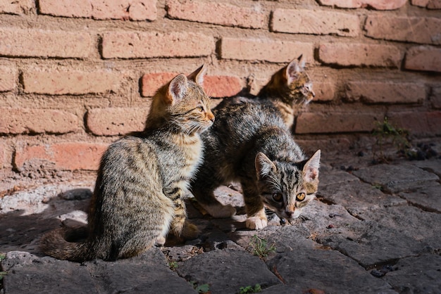 Kittens on the streets of the old city animals in the urban environment Selective focus on cats Animal care city ecosystems the idea of coexistence in the city ecosystem