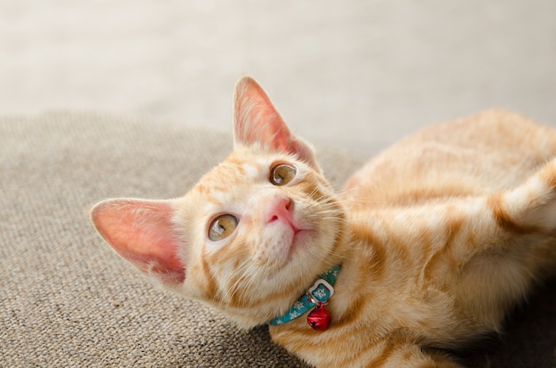 Kitty Cat Lying On Brown Chair