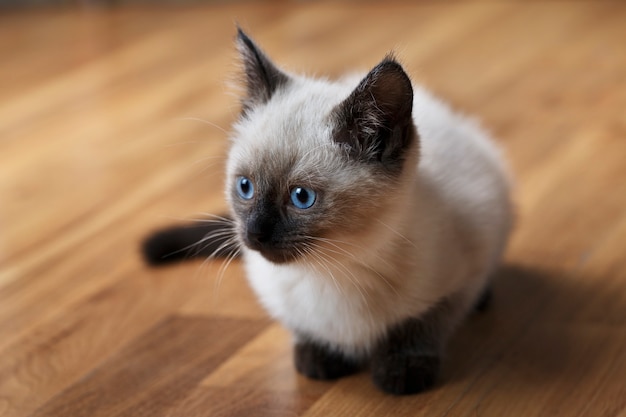 Kitty cat with blue eyes, Balinese cat