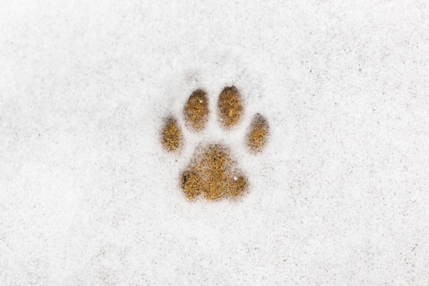 Kitty footprint in the snow