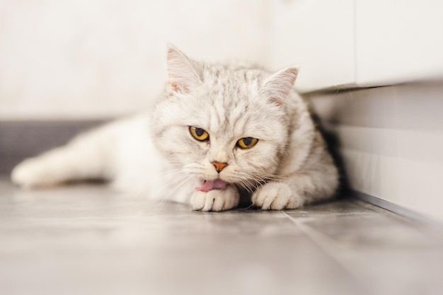 Kitty licks her paw A cute white kitten lies in the kitchen near the furniture