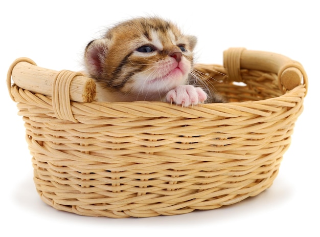 Kitty sitting in basket