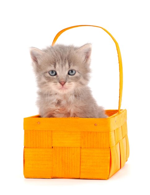 Kitty sitting in basket