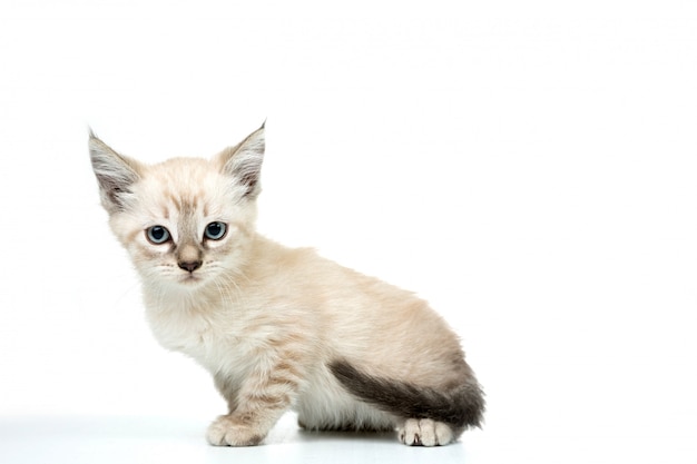 kitty in white  isolated