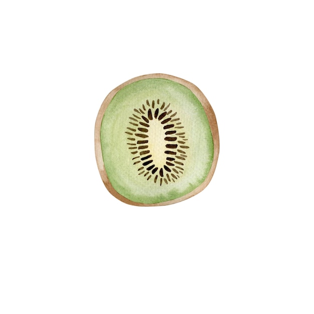 Kiwi watercolor illustration isolated on white background.