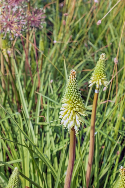 Kniphofia uvaria bright orange red bud ornamental flowering plants on tall stem group tritomea torch lily red hot poker flower