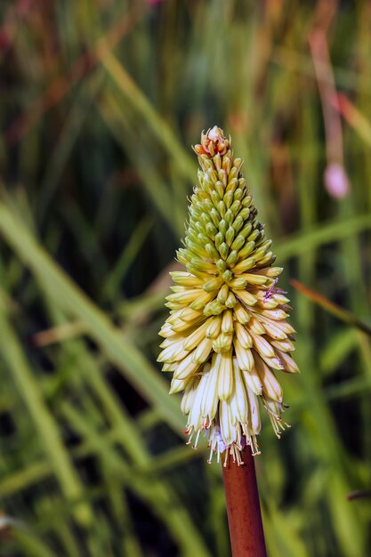 Kniphofia uvaria bright orange red bud ornamental flowering plants on tall stem group tritomea torch lily red hot poker flower