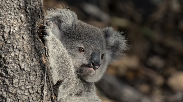 Koala on a eucalyptus tree