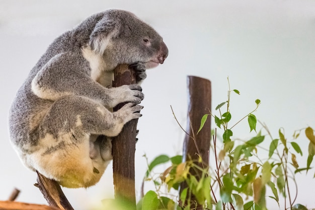 Koala, Phascolarctos cinereus on tree