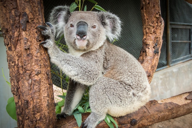 Koala Phascolarctos cinereus