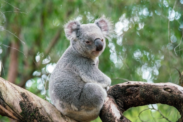 Koala relaxing in a tree in Perth, Australia.