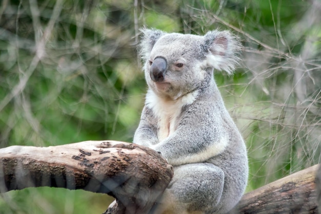 Koala relaxing in a tree in Perth, Australia.