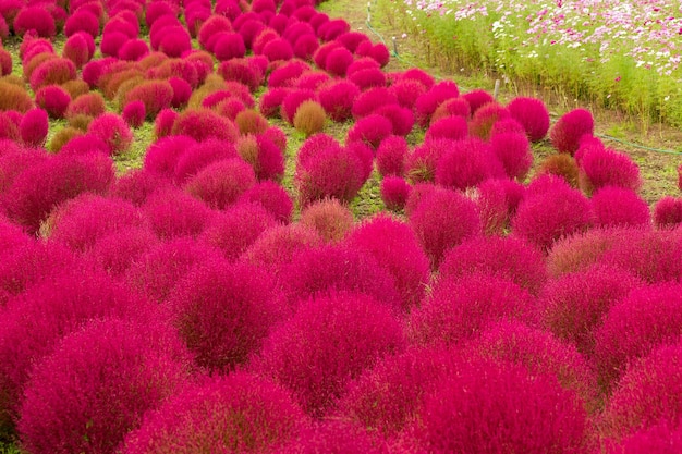 Kochia flowers in red