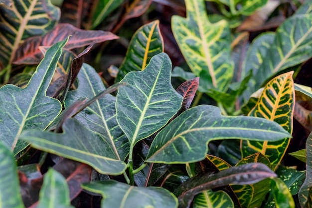 Kodiyeum plant Croton Codium green leaves with yellow and orange veins Natural background Leaf of a home flower The foliage is bright and beautiful flower tropical Codiaeum plant