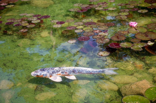 Koi carp in a japanese garden pond