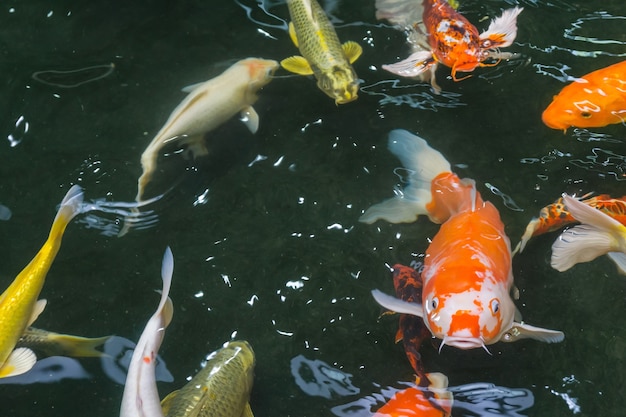 Koi Carps Fish Japanese swimming (Cyprinus carpio) in pond