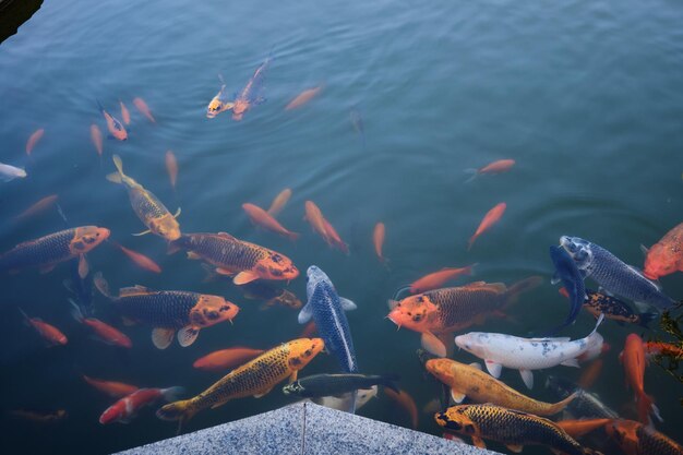 Koi carps swim in the pond. Vacation at a recreation center near the seashore.