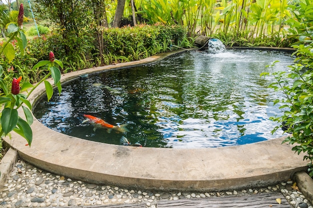 Koi fish in garden pond