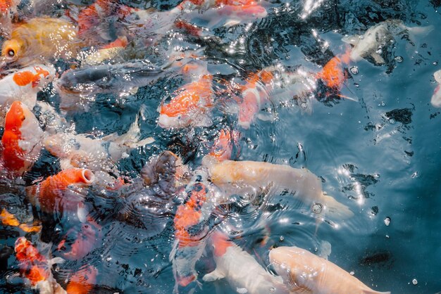 Koi fish in the garden pond