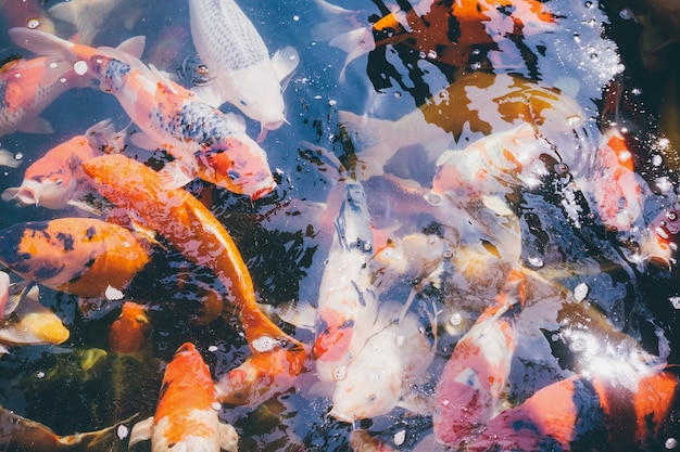 Koi fish in the garden pond