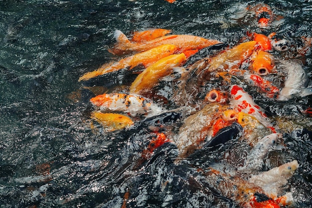 koi fishes in the Balinese pond