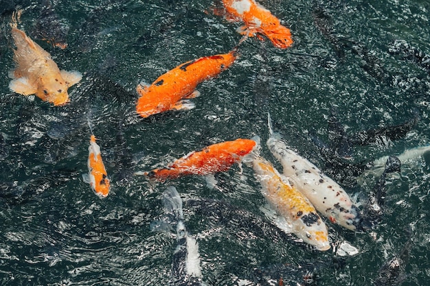 koi fishes in the Balinese pond