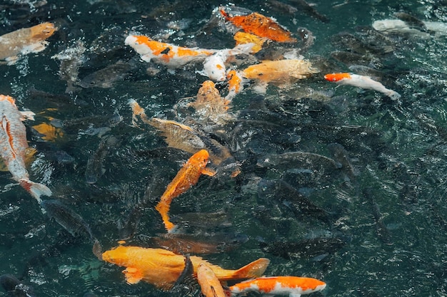 koi fishes in the Balinese pond