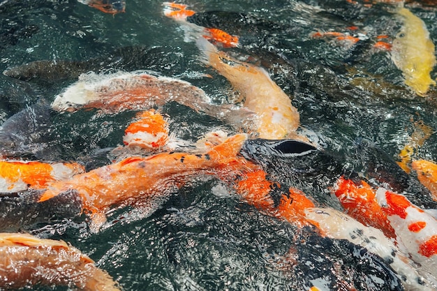 koi fishes in the Balinese pond