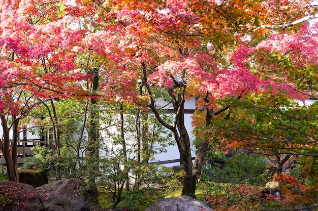 Kokoen Garden in Autumn