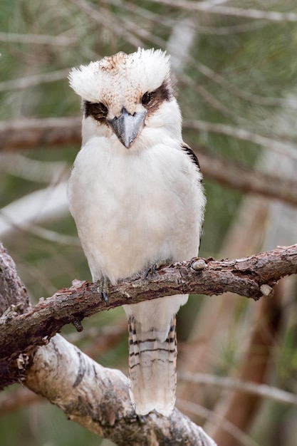 Kookaburra Australia laughing bird portrait