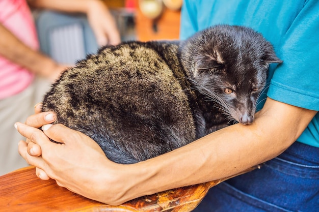 Kopi luwak asian palm civet caffee eyes closeup most expensive coffee animal