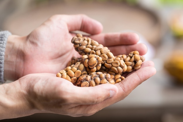 Kopi luwak or civet coffee, Coffee beans excreted by the civet on hand