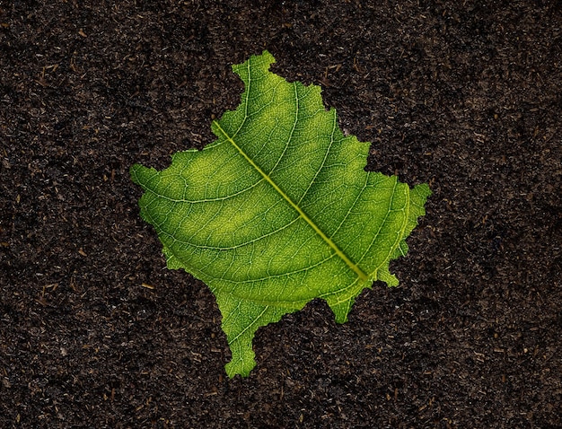 Kosovo map made of green leaves on soil background ecology concept