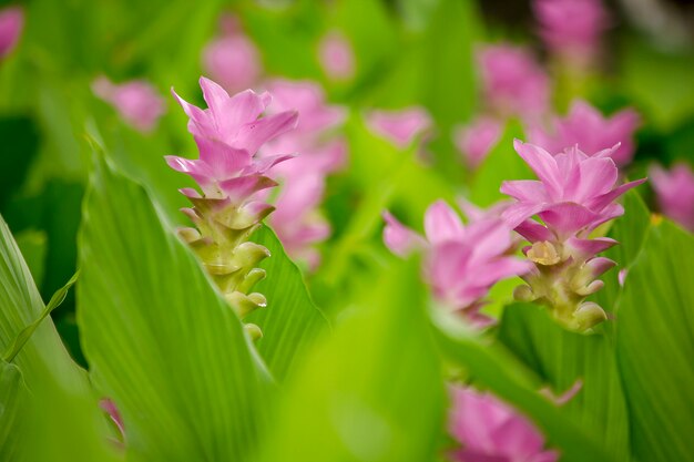 Krachai flower pink flowers during the rainy season