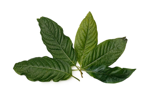 Kratom leaves isolated on white background top view and close up