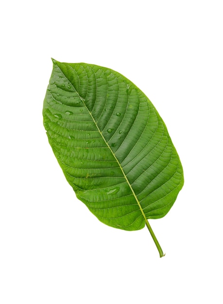 Kratom leaves on white background