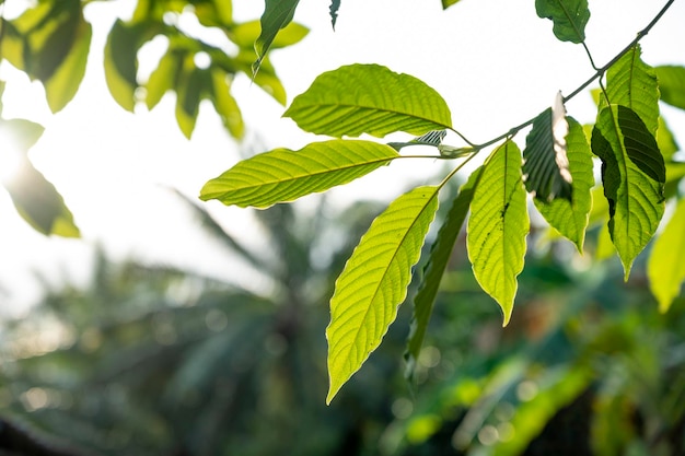 Kratom (Mitragyna speciosa) green Is a type of drug