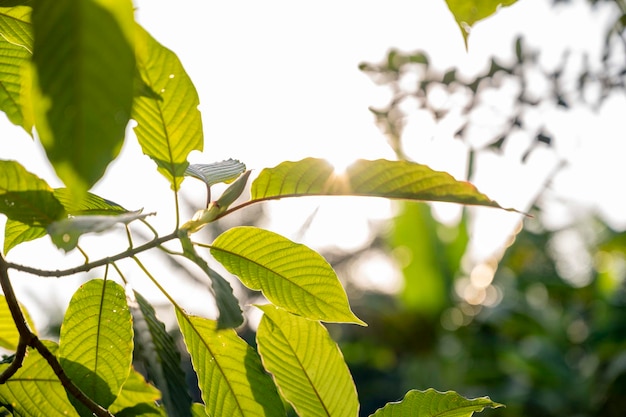 Kratom Mitragyna speciosa green Is a type of drug