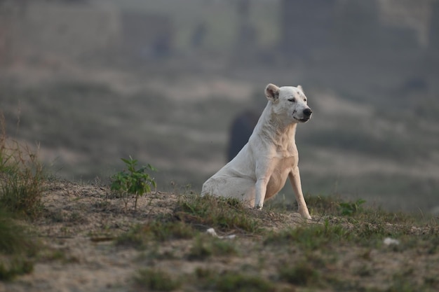 Photo the kuchi dog also known as the afghan shepherd is an afghan livestock guardian dog