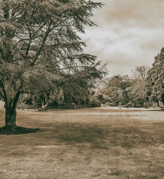 Kuirau Park in Rotorua on a cloudy summer morning, New Zealand.