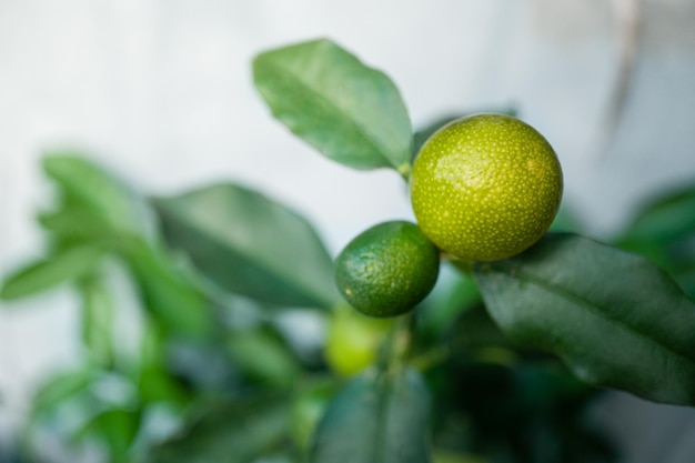 Kumquat Fruit on the branch tree Fruit Citrus Orchard Nature Background Banner