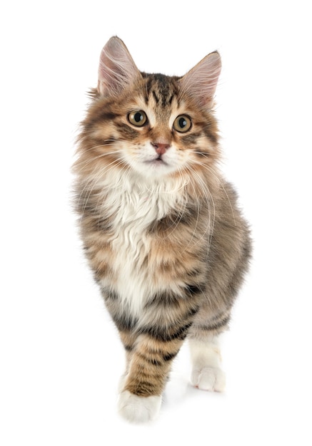 Kurilian Bobtail cat isolated